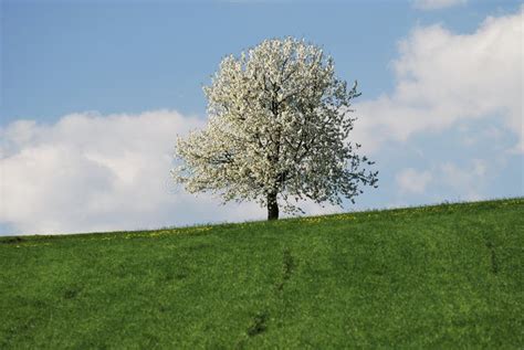 Blossoming tree stock image. Image of clouds, country - 12164705