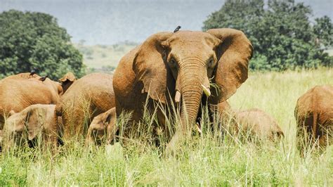 Kidepo Valley National Park | Uganda Safaris Tours