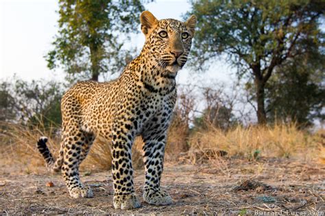 Leopard Cub - Burrard-Lucas Photography