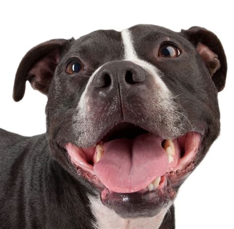 Pittie Smile :) :) #PitBull #Smile | Pit Bulls