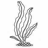 Kelp Drawing At GetDrawings  Free Download sketch template