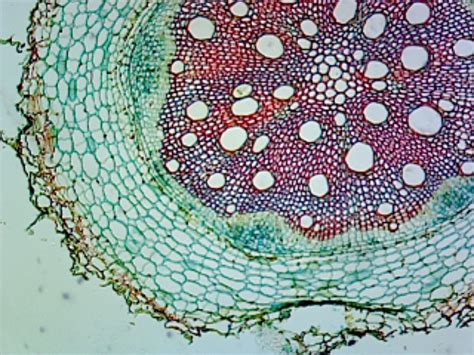 Sunflower (Helianthus) Stem; Typical Monocot Stem; Cross Section - Walmart.com - Walmart.com