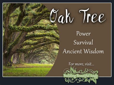 Oak Tree Meaning & Symbolism | Tree Symbolism & Meanings | Oak tree ...