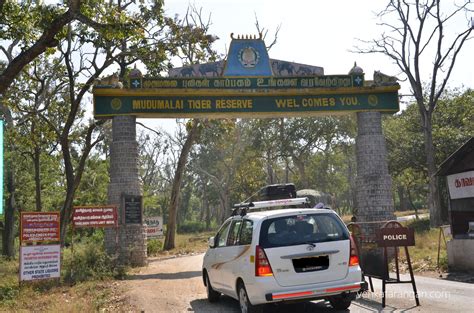 Trip to Mudumalai Tiger Reserve