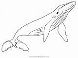 Cute Humpback Whale Coloring Pages sketch template