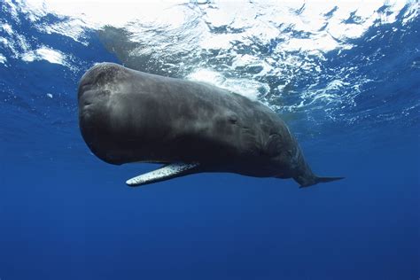 Sperm Whale | Sperm whale (Physeter macrocephalus). Photo Copyright © Brandon Cole ...