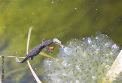 "tadpole - eggs" Stock photo and royalty-free images on Fotolia.com - Pic 169930635