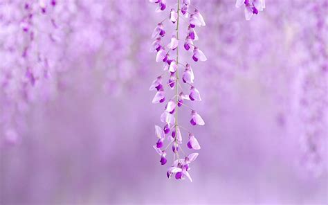 Purple Flower-Nature plant, HD wallpaper | Peakpx