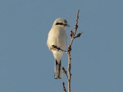 Northern Shrike, Identification, All About Birds - Cornell Lab of ...