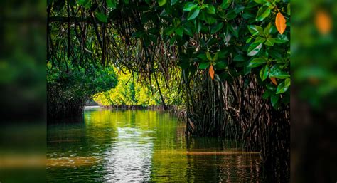 Into a magical world–the vast Pichavaram mangroves of Tamil Nadu ...