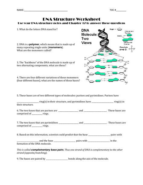 Dna Structure Worksheet — db-excel.com