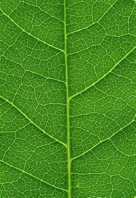 Leaf Veins Photograph by Gustoimages/science Photo Library - Pixels