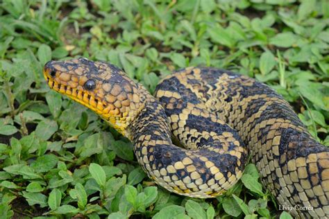 World's Rarest Boa Snake Seen for 1st Time in 64 Years | Live Science