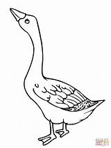 Baby Goose Coloring Page Adorable Designs For Your Little Ones To Color sketch template