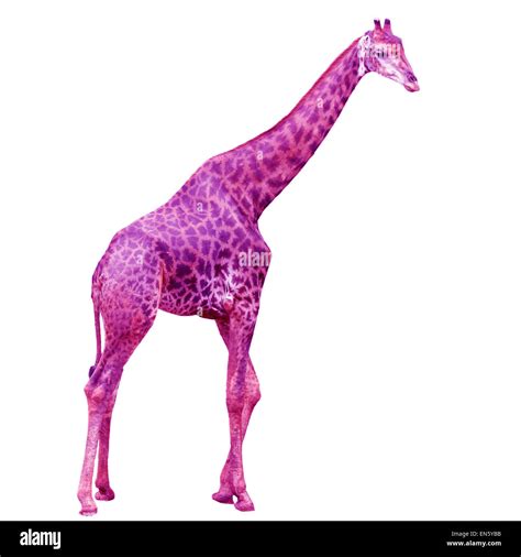 pink giraffe isolated on white background Stock Photo - Alamy