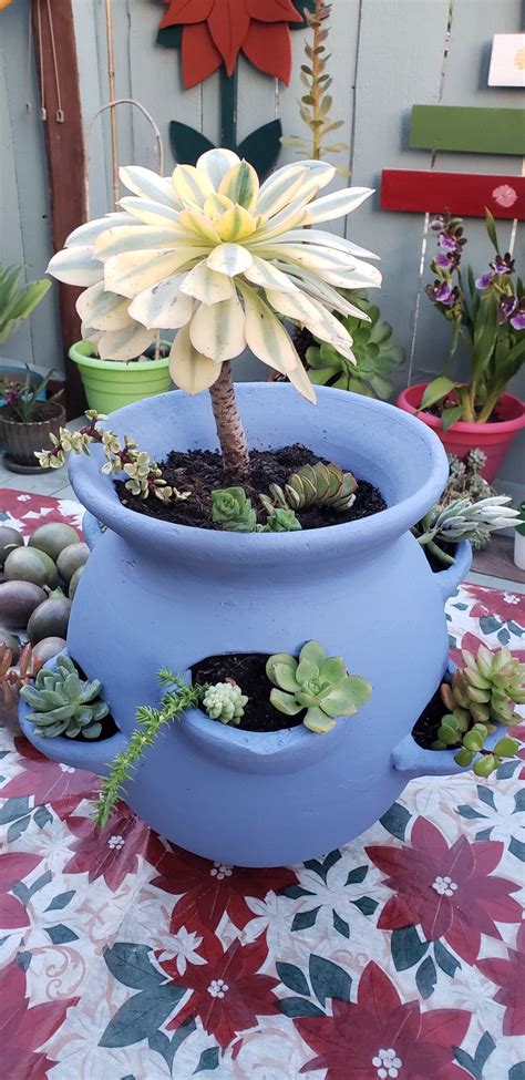 Blue succulent pot. Made by sandy Padilla | Blue succulents, Succulent pots, Succulents