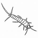 Insect Silverfish Animal Isolated Coloring Page Stock Vector  sketch template