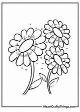 Daisy Coloring Pages sketch template
