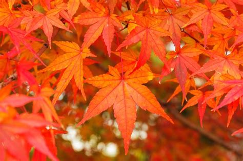 Premium Photo | Red maple leaves