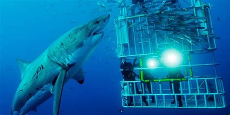 Shark Cage Diving in Gansbaai History | Shark Zone Blog