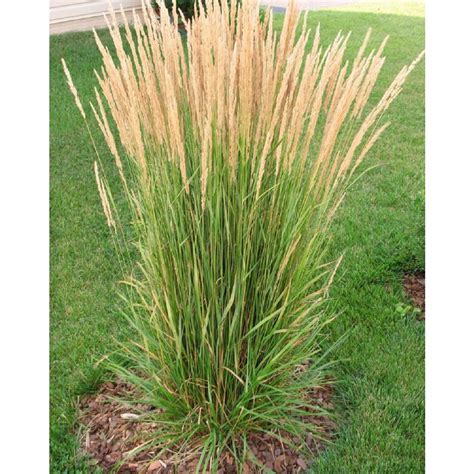 Online Orchards 1 Gal. Avalanche Feather Reed Grass - Lovely Tall ...