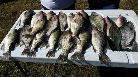 Broken Bow Lake Crappie