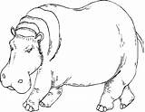 Free Printable Hippo Coloring Pages  Free Templates Printable sketch template