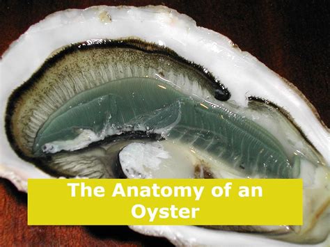 The Anatomy of an Oyster