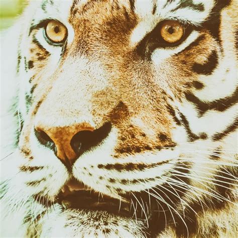 Eyes of the albino tiger — Stock Photo © alexeys #2546059