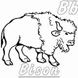 Bison Coloring Pages Printable PDF  Coloringfoldercom Animal sketch template