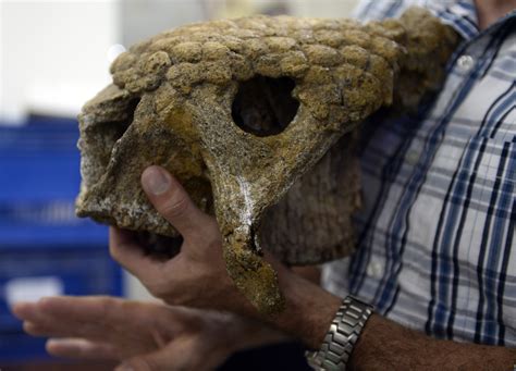 Giant Armadillo Among Prehistoric Fossil Find In Venezuela | HuffPost UK