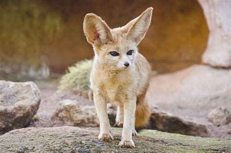 8 Fun Facts About the Fennec Fox