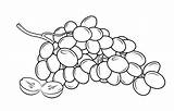 Grapes Coloring Pages  Best For Kids Fruit coloring sketch template