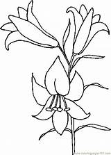 Easter Lily Coloring Page Printable Pages sketch template
