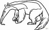 Anteater Coloring Pages Kids Color Alligator Printable Para Colorir  sketch template
