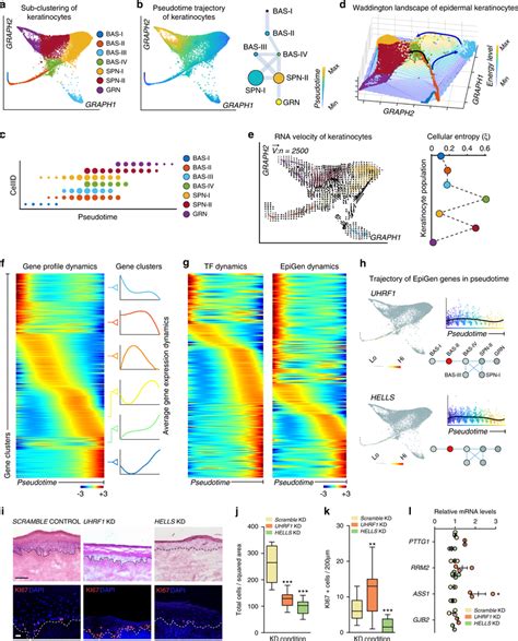 Keratinocyte differentiation trajectories highlight epigenetic... | Download Scientific Diagram