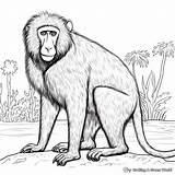 Baboon Coloring Pages  Free & Printable sketch template