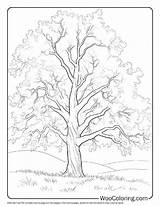 100  Tree coloring Pages Free PDF To Print Woo Coloring sketch template