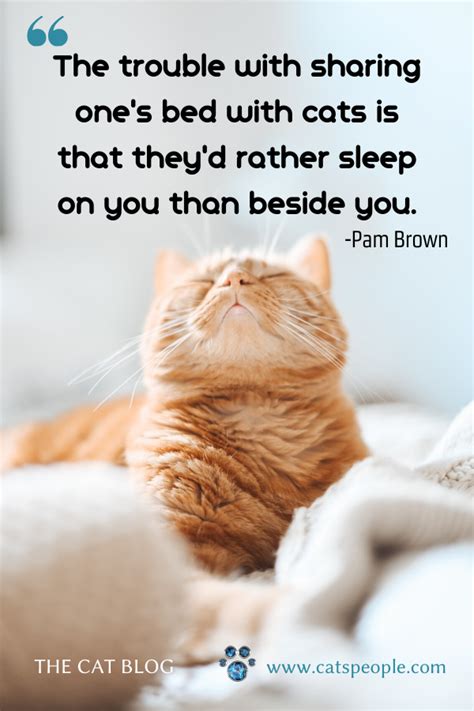 25 Cat Quotes | Cat quotes, Cat quotes funny, Cats