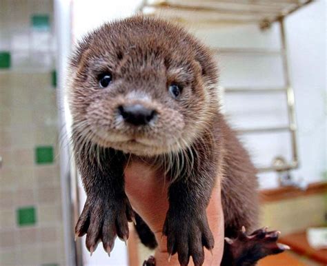 Sea otter fur is the finest of any mammal, consisting of 850,000 to 1 ...