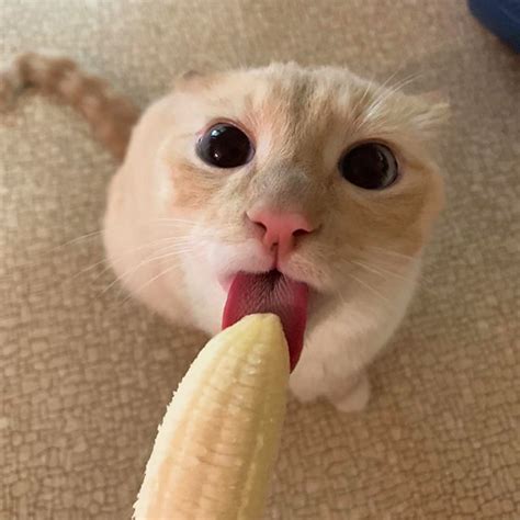 Did You Know That Cats Eat Bananas?