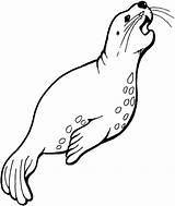 Seal Coloring Pages sketch template