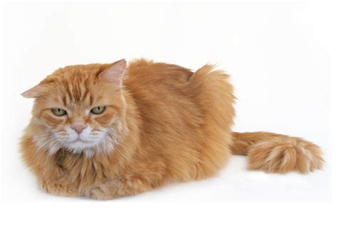 File:Mr. Maji, a long-haired orange cat with white muzzle.jpg - Wikimedia Commons