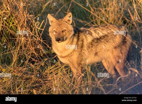 Side-striped jackal Stock Photo - Alamy