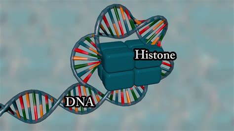 Chromosome structure - Medical animation - YouTube