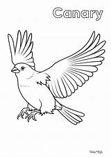 Canary Coloring Pages Free Printable PDFs  WakeTheKids sketch template