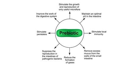 Prebiotics & Metabolic Regulation: Benefits Beyond the Gut ...