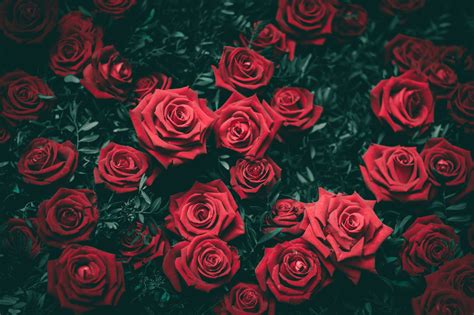 Rose 5k Wallpaper,HD Nature Wallpapers,4k Wallpapers,Images,Backgrounds ...