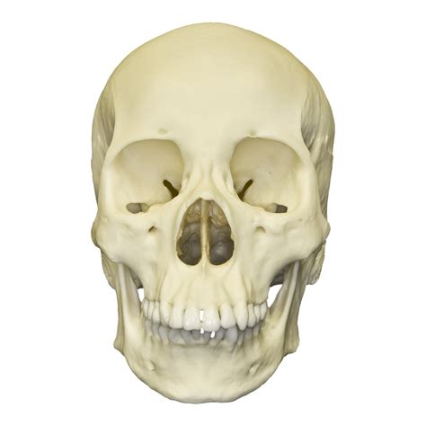 Replica Human Female Asian / Mongoloid Skull For Sale – Skulls Unlimited International, Inc.