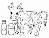 Printable Cow And Milk Coloring Page sketch template